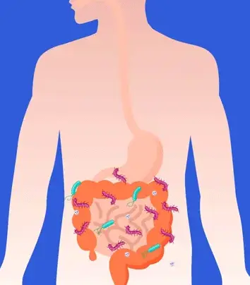 bacteria